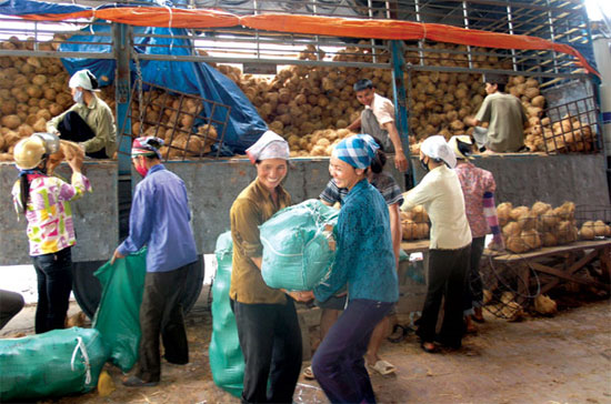 Dừa Bến Tre được nhập về Thổ Tang để xuất đi Sơn La - Ảnh: Đỗ Hữu Lực.