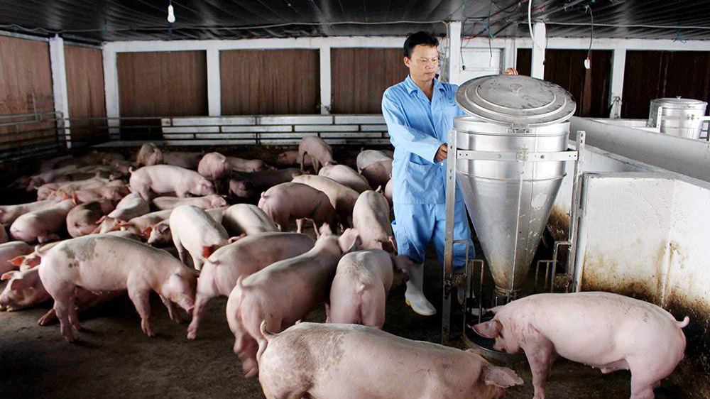 Giá thành chăn nuôi lợn ở nước ta còn cao