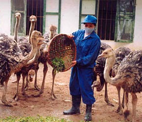 Để nuôi đà điểu như một nghề với mong muốn mang lại lợi nhuận cao là điều không dễ dàng cho những hộ nông dân ít vốn, thiếu thông tin và kỹ thuật nuôi.