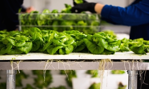 Start-up trồng rau công nghệ cao được rót vốn 27 triệu USD