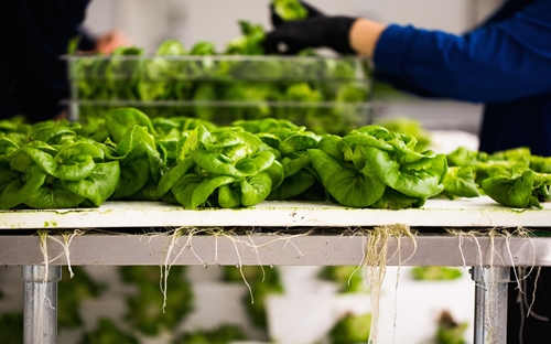 Trang trại không dùng đất của Bowery - Ảnh: Business Insider.<br>