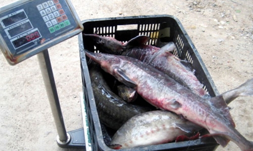 Phó thủ tướng yêu cầu báo cáo về cá tầm nhập lậu