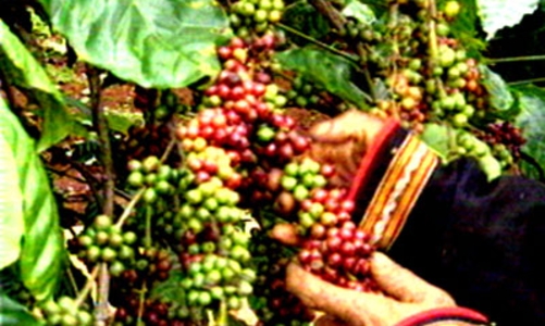 Sắp tổ chức lễ hội cà phê lần thứ 2 tại Đắc Lắc