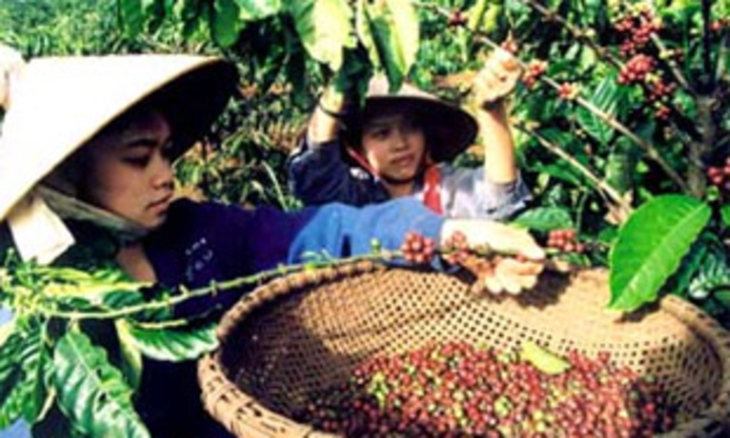 Sản xuất nông, lâm nghiệp chiếm tỷ trọng cao trong cơ cấu GDP của khu vực Tây Nguyên.