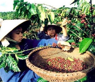 Sản xuất nông, lâm nghiệp chiếm tỷ trọng cao trong cơ cấu GDP của khu vực Tây Nguyên.