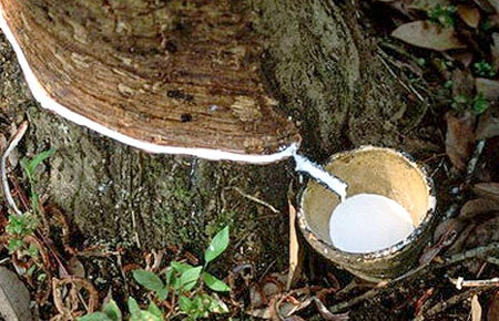 Bloomberg cho biết, giá cao su thế giới đã sụt giảm 43% trong vòng 1 năm trở lại đây và chạm mức thấp nhất trong gần 3 năm.