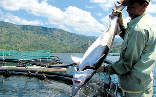 Nuôi cá tầm trên hồ thuỷ điện Hàm Thuận - Đa Mi. <br>