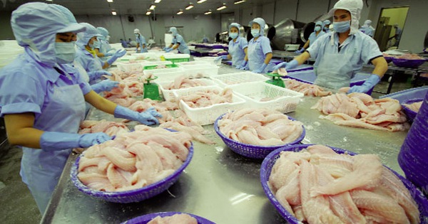 Kim ngạch xuất khẩu cá tra 7 tháng đầu năm ước 996,5 triệu USD,
 tăng 6,9% so với cùng kỳ năm 2016. 