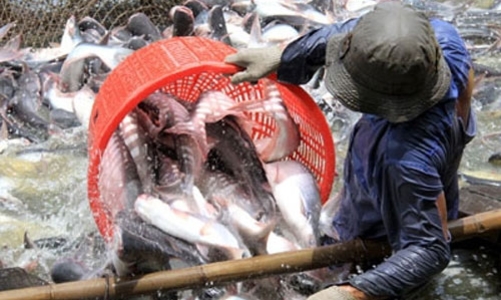 Xuất khẩu cá tra lãi quá thấp