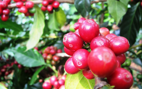 Dự tính đến khi kết thúc vụ, khối lượng cà phê xuất khẩu đạt 1,41-1,42 triệu tấn.