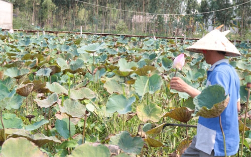 Các hộ kinh doanh sẽ được hỗ trợ để chuyển thành doanh nghiệp. Ảnh: Một hộ kinh doanh các sản phẩm từ sen tại Tháp Mười.