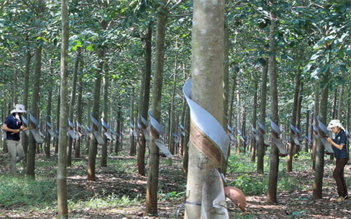 Rừng cao su của Hoàng Anh Gia Lai.<br>