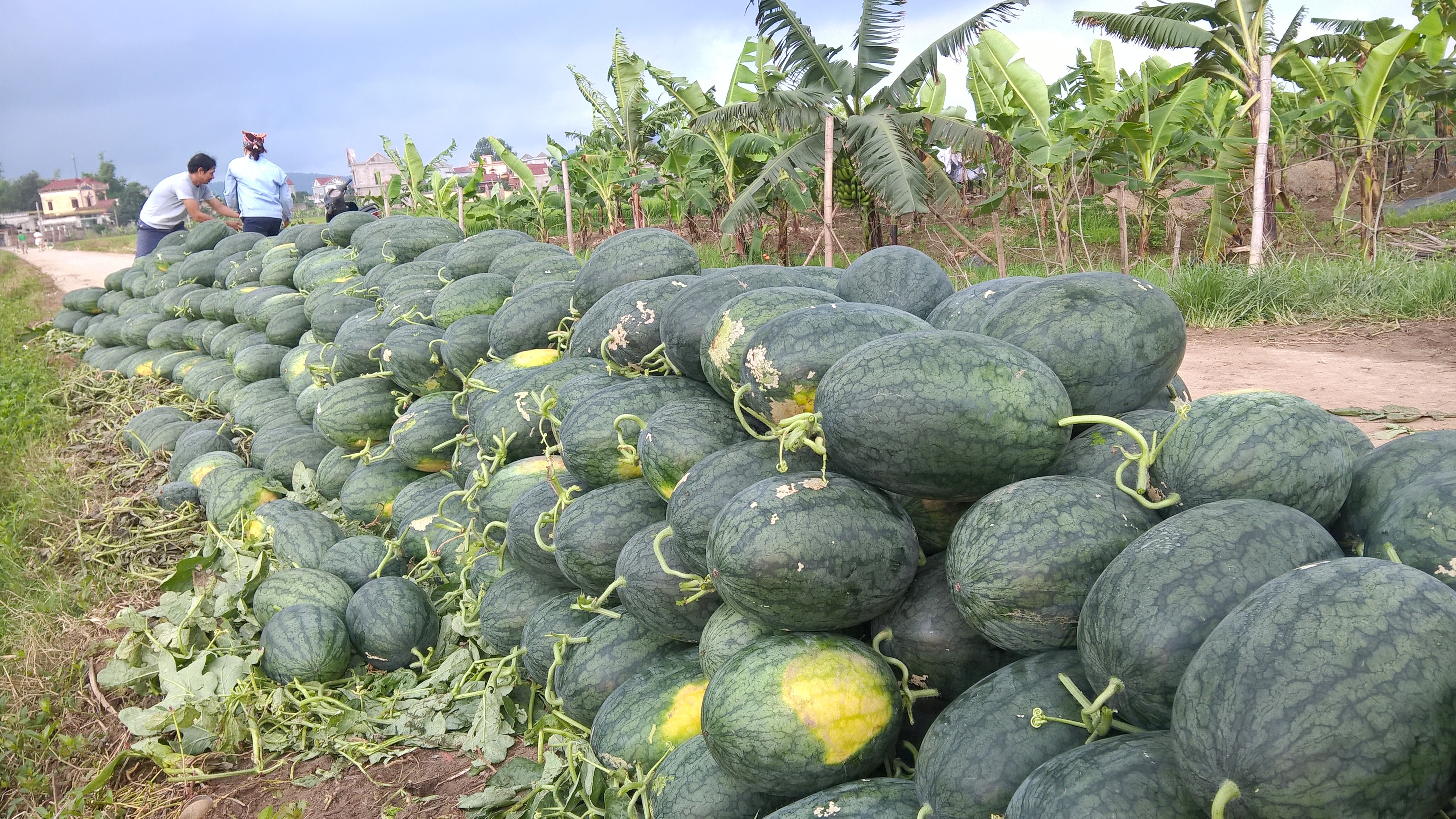Tại Sóc Trăng, giá dưa hấu trong tháng bất ngờ giảm mạnh với giá từ trên 4.000-4.300 đồng/kg - Ảnh minh họa.<br>