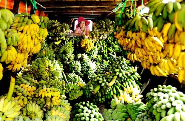Có thể nói, “giải cứu” nông sản là một điệp khúc buồn của ngành nông 
nghiệp Việt Nam, diễn ra triền miên từ năm nay sang năm khác, chưa tìm 
ra lối thoát.