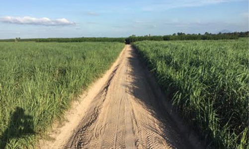 Ngành mía đường phát triển với nông nghiệp hữu cơ