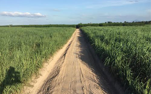 Cánh đồng mía quy hoạch tập trung thuộc vùng nguyên liệu mía của TTCS (tỉnh Tây Ninh).