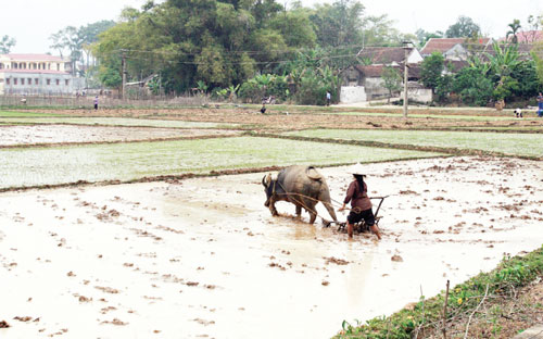 Theo kết quả điều tra của Cục Hợp tác xã và Phát triển nông thôn (Bộ 
Nông nghiệp và Phát triển nông thôn), trên cả nước, bình quân mỗi hộ 
nông dân phải chịu 30-40 khoản đóng góp, với mức 250 nghìn - 800 nghìn 
đồng/năm - Ảnh: Quang Tuấn. 