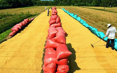 “Gạo là mặt hàng đang cạnh tranh khốc liệt, vì vậy doanh nghiệp chỉ nên 
làm thương hiệu khi có sản phẩm tốt thực sự, phải có niềm tin, có tình 
yêu vào sản phẩm thì mới có thể mang lại cảm xúc cho người tiêu dùng”.