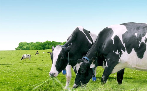 Vinamilk hiện là công ty có thị phần sữa lớn nhất Việt Nam.<br>