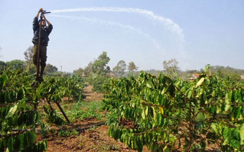 Một gốc cà phê cần 400-700 lít nước một lần tưới và cả mùa khô cần 4-6 
lần tưới nhưng nhiều vườn từ đầu năm đến nay mới chỉ tưới 1-2 lần - Ảnh minh họa. 