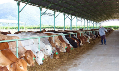 Tương lai của HAGL nhìn từ những con số