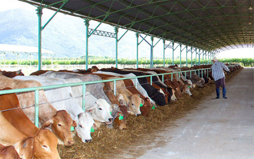 Một trang trại nuôi bò của HAGL.<br>