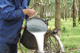 Quý 1/2011, doanh thu cao su của công ty đạt 191 tỷ đồng.