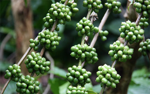 Khi kết thúc kỳ nghỉ Tết Nguyên đán, giá cà phê nhân xô ở Tây Nguyên chỉ
 38.000-39.000 đồng/kg, thì hiện nay đã lên mức 42.000-42.100 đồng/kg, 
là mức giá cao nhất kể từ đầu vụ đến nay.