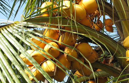 Mặt hàng dừa quả thuộc nhóm 0801 trong biểu thuế xuất khẩu.