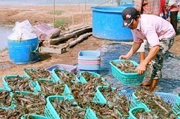 Năm nay tôm nuôi Sóc Trăng chỉ đạt khoảng 20% sản lượng so năm trước do tôm bị thiệt hại nặng nề trên diện rộng.