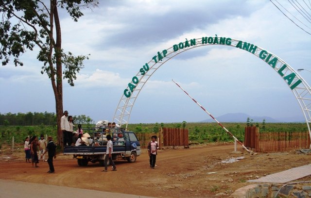 Hoàng Anh Gia Lại hiện đang quản lý hơn 20.000 ha cao su tại Lào.