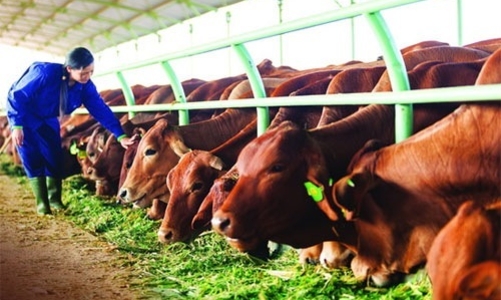 HAGL vay nợ hơn 27.000 tỷ đồng