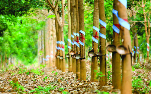 Vườn cao su của công ty.<br>
