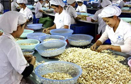 Tổng công suất chế biến của toàn ngành điều năm 2011 đạt 800.000 tấn.