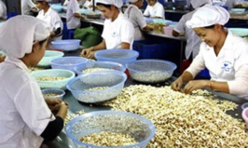 Việt Nam có tiếp tục giữ vị trí số 1 về xuất khẩu điều?