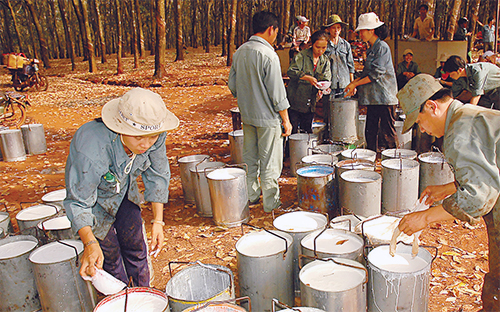 Trong 10 tháng đầu năm 2012, mặt hàng cao su xuất khẩu đạt 811 ngàn tấn thu về 2,3 tỉ USD, tăng 37% về lượng song giảm 8,7% về giá trị so với cùng kỳ.