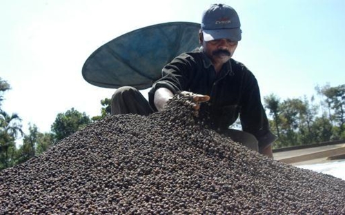 Trong tháng 5, 6/2017, giá hồ tiêu tụt dốc chỉ còn 70.000 – 75.000 đồng/kg.