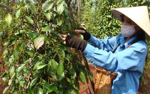 Giá tiêu nội địa bình quân năm 2009 là 30.000 đồng/kg, năm 2010 lên 
50.000 đồng/kg, năm 2011 lên 120.000 đồng/kg và năm 2012 là 130.000 
đồng/kg.