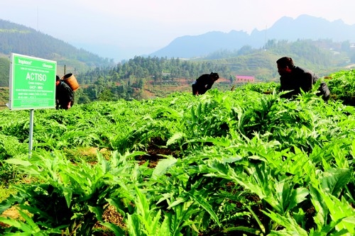 Traphaco tiên phong xây dựng vùng trồng theo GACP-WHO và đã xây dựng 
được trên 800 ha vùng trồng dược liệu cho hơn 10 loại dược liệu chủ lực 
tại 28 tỉnh, thành phố trên toàn quốc. 