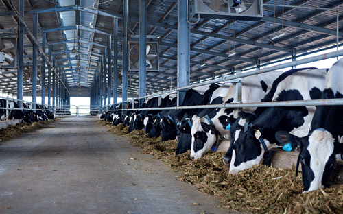 Hiện nay Vinamilk đang có 5 trang trại chăn nuôi bò sữa với trình độ công nghệ chăn nuôi công nghiệp hiện đại nhằm chủ động và nâng cao chất lượng nguồn sữa tươi nguyên liệu.