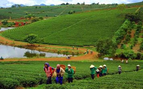 Sẽ đề xuất thu hồi những phần diện tích mà các nông, lâm trường sử dụng kém hiệu quả
