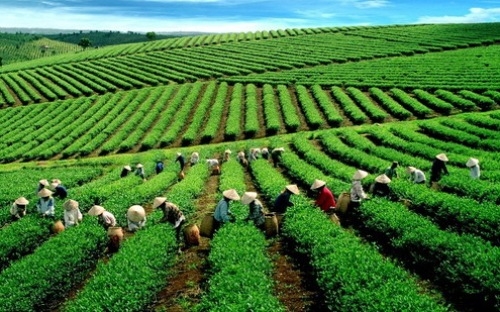 Cùng với hai chương trình khác, chương trình tái cơ cấu kinh tế nông nghiệp của Bộ Nông nghiệp và Phát triển nông thôn có tổng vốn thực hiện lớn nhất, lên tới hơn 630 nghìn tỷ đồng.<br>