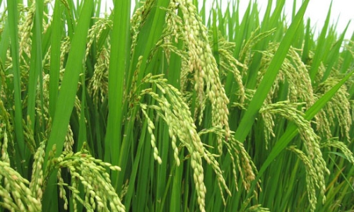 Kiến nghị giữ 3,81 triệu ha đất trồng lúa