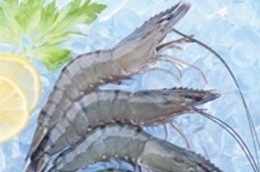 MPC dự kiến kim ngạch xuất khẩu hợp nhất năm 2011 đạt 360,00 triệu USD.