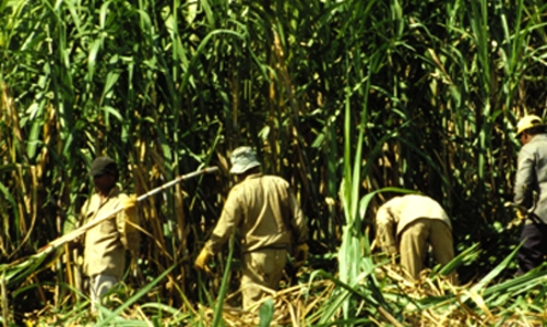 Kiến nghị nhập đường của Hoàng Anh Gia Lai sản xuất tại Lào