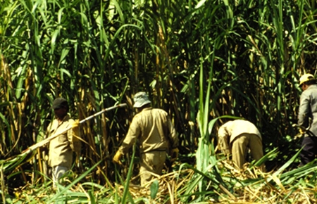 HAG đang đầu tư Cụm công nghiệp mía đường Hoàng Anh Attapeu trị giá 100 triệu USD tại Lào với công suất 7.000 tấn/ngày. 