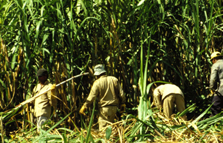 HAG đang đầu tư Cụm công nghiệp mía đường Hoàng Anh Attapeu trị giá 100 triệu USD tại Lào với công suất 7.000 tấn/ngày.