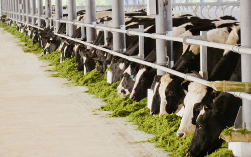 Vinamilk đã có 7 trang trại đang hoạt động và 3 trang trại đang xây dựng đều có quy mô lớn, với toàn bộ bò giống nhập từ Úc, Mỹ và New Zealand.