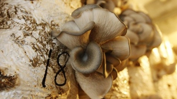 36 loại rau Việt Nam đã vào thị trường Mỹ