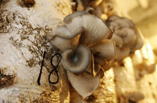 Trong số 36 mặt hàng, nấm rơm muối, nấm rơm đóng lon đạt kim ngạch cao nhất.